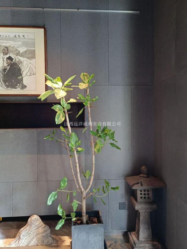 �����(zh��n)���������ޡ������ɫ��ˮ�ڎr�呪(y��ng)��